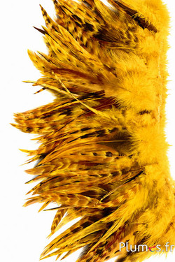 Frangia gallo - lungo. piume 10-15 cm - giallo